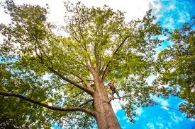 Best Arborist Consultation Services  in Converse, TX