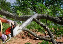 How Our Tree Care Process Works  in  Converse, TX