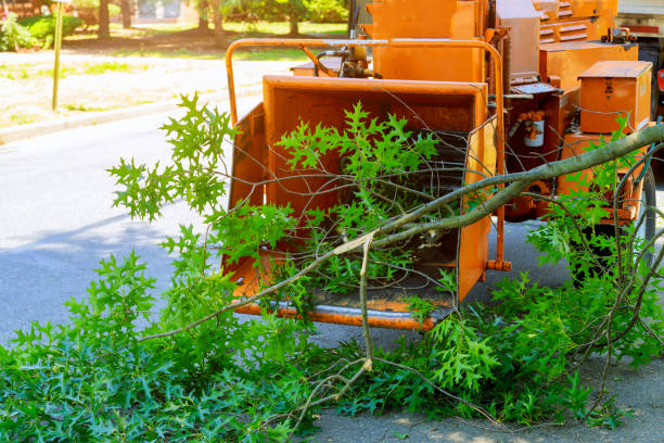 Best Lawn Irrigation Installation and Maintenance  in Converse, TX