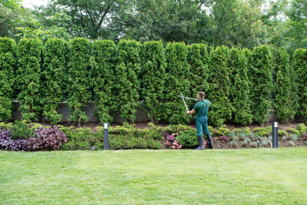 Best Hazardous Tree Removal  in Converse, TX