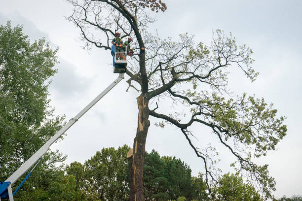 Best Firewood Processing and Delivery  in Converse, TX