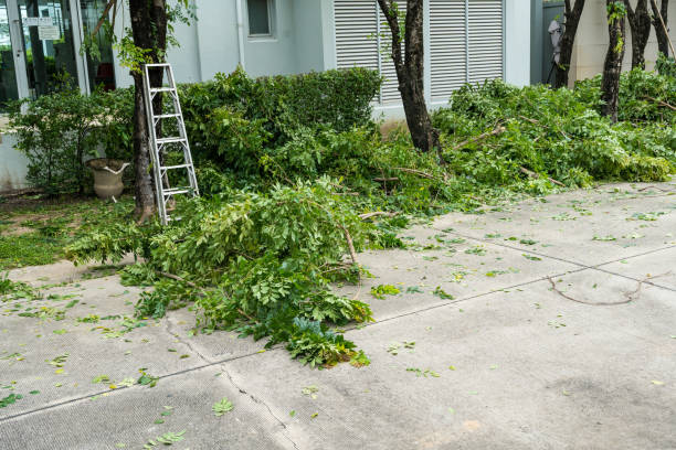 Best Lawn Drainage Solutions  in Converse, TX
