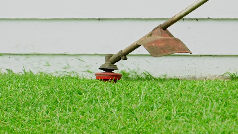 Best Sod Installation  in Converse, TX