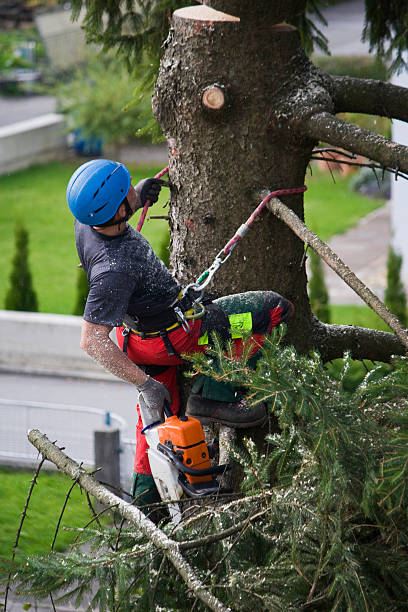 Tree and Shrub Care in Converse, TX